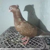 کبوتر نر جوان