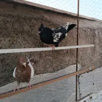 کفتر دورنگ|پرنده|الوند, |دیوار