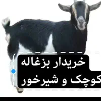 بزغاله کوچک و شیرخور