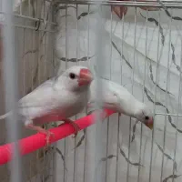 2 تا فنچ نرگسی دونخور شده ( جاوا )|پرنده|مشهد, ابوذر|دیوار