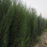 گل وگیاه کریمی ونهال مرکبات وسرو بادام نخل وغیره|خدمات باغبانی و درختکاری|خفر, |دیوار