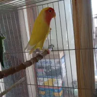 یک جفت کوتوله  برزیلی|پرنده|بهار, |دیوار