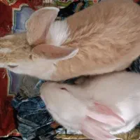 خرگوش نر و ماده