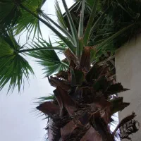درخت پالم