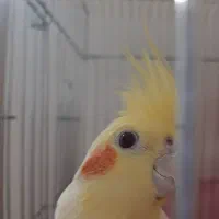 پرنده فروشی