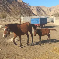 اسب ۲ساله با کره مادیون|اسب و تجهیزات اسبسواری|گلی داغ, |دیوار