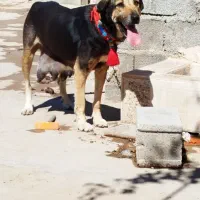 سگ پژدر|سگ|دزفول, |دیوار