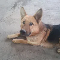 سگ ژرمن