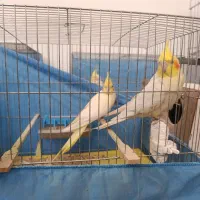 عروس هلندی گمشده