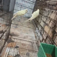 مرغ عشق هلندی لیمویی|پرنده|باوی, |دیوار