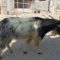 یک عدد نری بفروش می‌رسد قیمت 22تومان