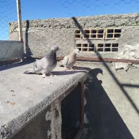 کبوتر پر|پرنده|فرخ‌شهر, |دیوار