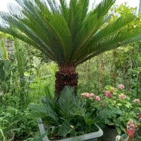 سیکاس وپالم‌ کاج طلای ونوکدار