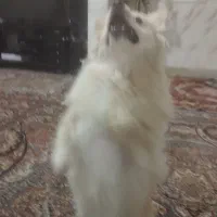 سگ خونگی|سگ|قم, علی آباد|دیوار