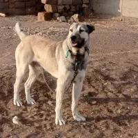 سگ سرابی|سگ|هیر, |دیوار