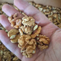 مغزگردوی ایرانی محلی|خوردنی و آشامیدنی|رشت, منظریه|دیوار