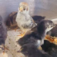 جوجه مرغ نژاد کرچ شو تخمگذار ۱۱ روزه