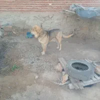 سگ عراقی قیمت چهارمیلیون۴