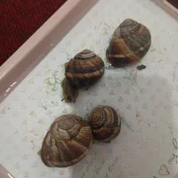 حلزون نوع اسکارگو