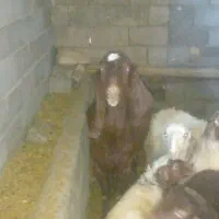 بزعربی اصل ابستن سه قلوزا|حیوانات مزرعه|باوله, |دیوار