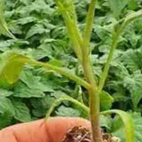 نشای گوجه