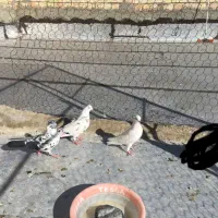 قاره|پرنده|تبریز, |دیوار