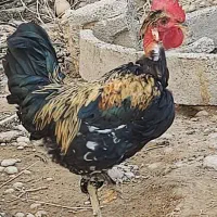 مرغ و خروس محلی|حیوانات مزرعه|برازجان, |دیوار