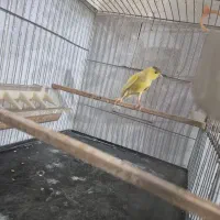 قناری نر بسیار زیبا|پرنده|اندیشه, اندیشه فاز ۱|دیوار