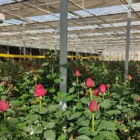 زمین حصار کشی شده دارای مجوز گلخانه