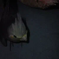 عروس هلندیم گمشده|پرنده|همدان, |دیوار