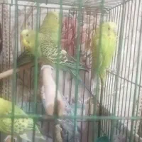 مرغ عشق|پرنده|قرچک, باقرآباد|دیوار