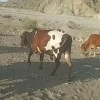 ۶راس گاو فروشی