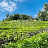 دنبال یک ویلا هستی به این میگن بهشت|فروش خانه و ویلا|شفت, |دیوار