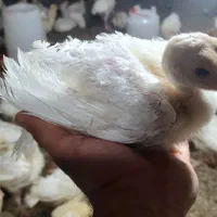 جوجه بوقلمون بیوتی ۶