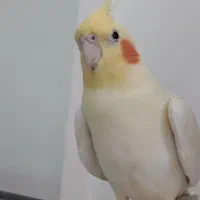 طوطی عروس گمشده شهر خشکبیجار