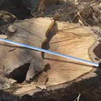 تنه درخت گردو