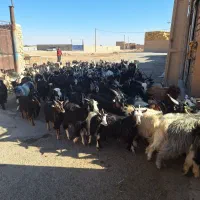 بزغاله فروشی|حیوانات مزرعه|اصفهان, برازنده|دیوار