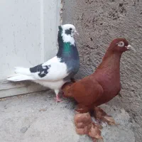 کبوتر  نارش .  طوقی
