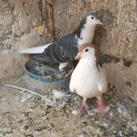 کفتر ساده چادری شهرستانی|پرنده|بومهن, |دیوار