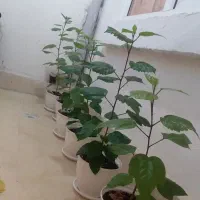 گل طبیعی (کادویی) ختمی چینی|گل و گیاه طبیعی|اردبیل, |دیوار