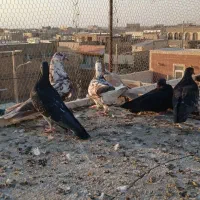 کفتر  پشت دری کشتنی   ۳جفت|پرنده|آران و بیدگل, |دیوار