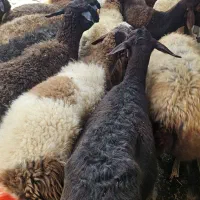 ۲۰راس میش افشاروقزل افشارابستن درجه یک