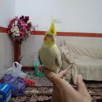 عروس هلندی ماده ( رام و دستی ) با قفس بزرگ|پرنده|بهارستان, |دیوار