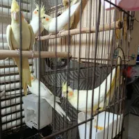 عروس هلندی|پرنده|قم, بنیاد|دیوار