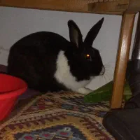 خرگوش|موش و خرگوش|سنندج, |دیوار