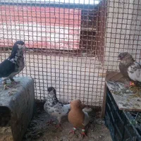 کبوتر|پرنده|تربت‌حیدریه, منظر|دیوار
