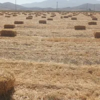 کاه بسته بندی