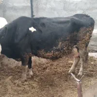 گاو پر تولیذ|حیوانات مزرعه|بیرجند, |دیوار