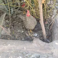 مرغ و خروس|پرنده|اصفهان, کوی امیریه|دیوار