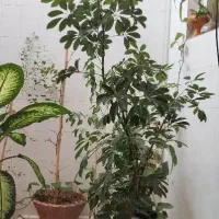 فروش فوری شفلرا